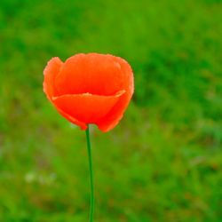 Close-up of red poppy blooming outdoors