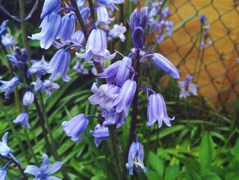 Blue flowers blooming in park