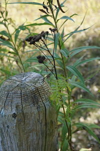 Close-up of plant growing on field