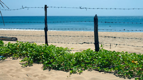 Plants growing on beach against sky