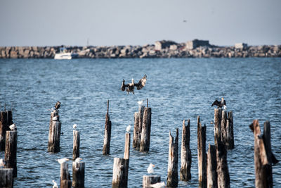 Seagulls flying over sea