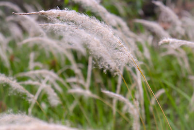 Close-up of flower growing on field