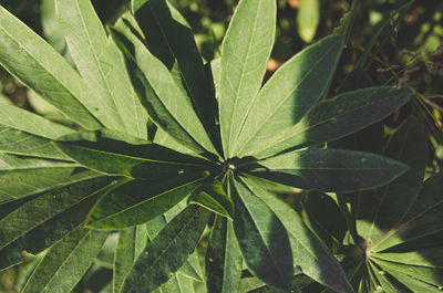 High angle view of plant