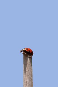 Low angle view of ladybug on blue sky