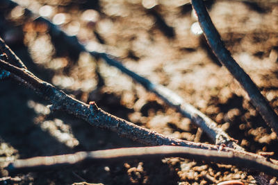 Close-up of branches