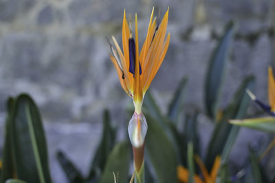 Close-up of yellow flowering plant