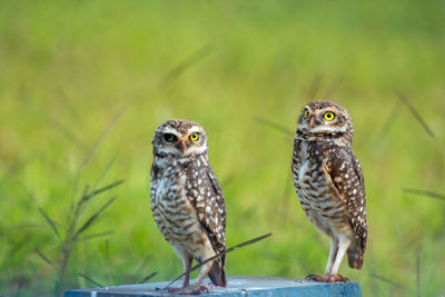 Close-up of a owls on field