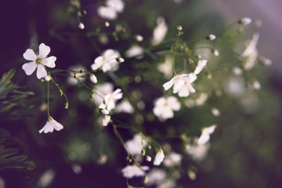 Close-up of white flowering plant