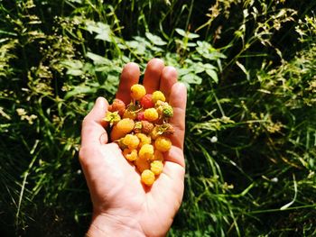 Cropped image of person holding fruits