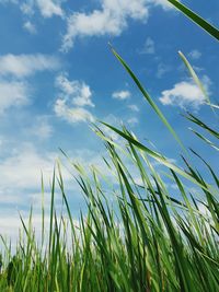 Low angle view of plants against blue sky