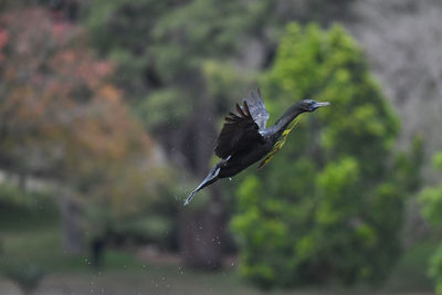 Bird flying over a blurred background