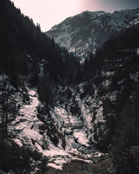 Pine trees in forest during winter