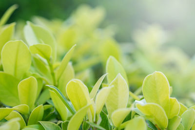 Close-up of flowering plant