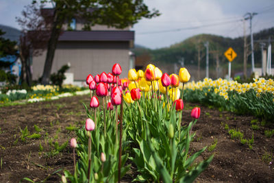 Close-up of pink tulips on field