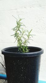 Close-up of potted plant