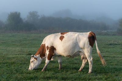 Cows grazing in a field