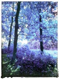 Cherry blossom trees in forest