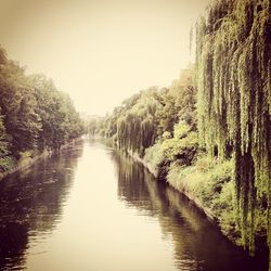 Reflection of trees in water