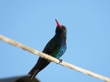 Low angle view of bird perching on rock against blue sky