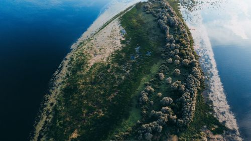 High angle view of trees on beach