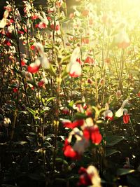 Full frame shot of flowers