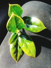 Close-up of leaf