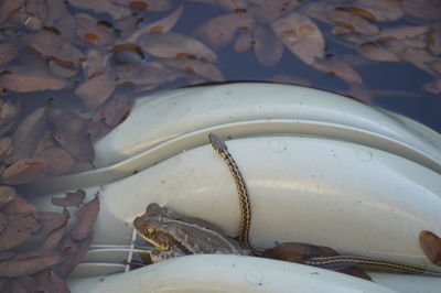 Close-up of crab in water