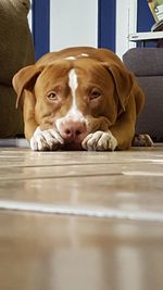 Close-up portrait of a dog resting