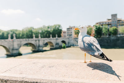 Seagull perching on retaining wall