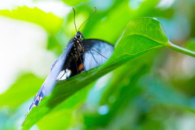 Close-up of butterfly on leaf