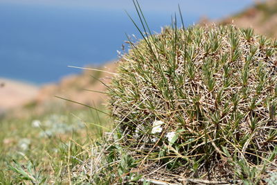 Close-up of plant growing on field against sky