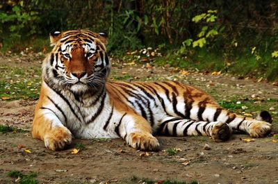 Close-up portrait of tiger
