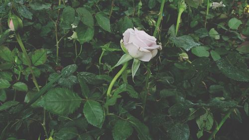 Close-up of white rose