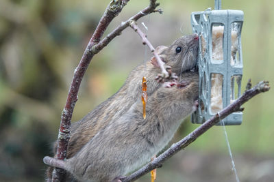 Close-up of squirrel on tree