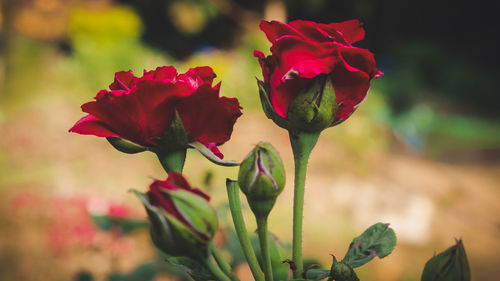 Close-up of red rose plant