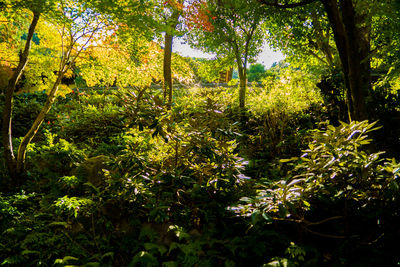 Trees in forest