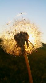 Close-up of dandelion flower