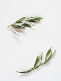 High angle view of leaves against white background