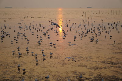 Flock of birds flying against sky during sunset