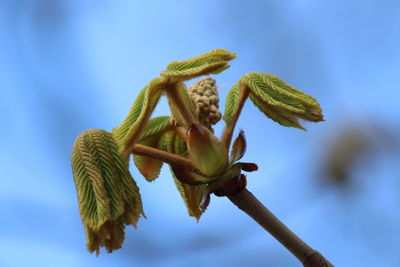 Low angle view of flowering plant against blue sky