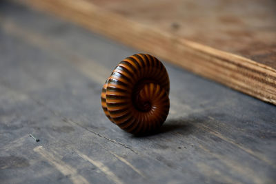 Close-up of snail on wooden table