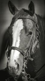 Close-up portrait of an animal