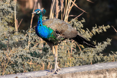 Close-up of peahen perching on field