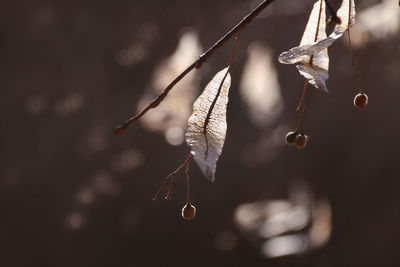 Close-up of dry leaves hanging on plant during winter