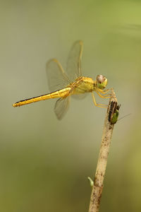 Close-up of insect