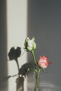 Close-up of rose plant in vase