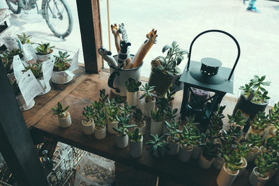 Potted plants in pot