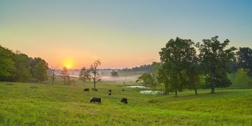 Scenic view of grassy field against sky during sunset