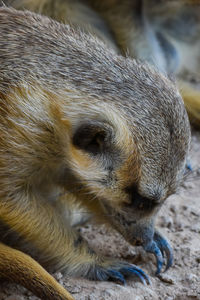 Close-up of an animal on field