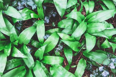 Full frame shot of green leaves